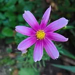 Blumenpension Strauss 3*